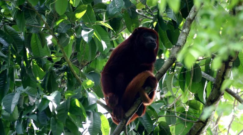Dos casos piloto de integración de la conservación de la biodiversidad y la adaptación al cambio climático en el ordenamiento territorial a nivel municipal en Colombia