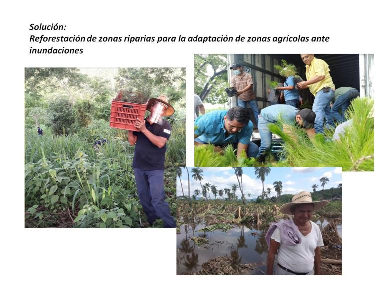 Reforestación de zonas riparias para la adaptación de zonas agrícolas ante inundaciones