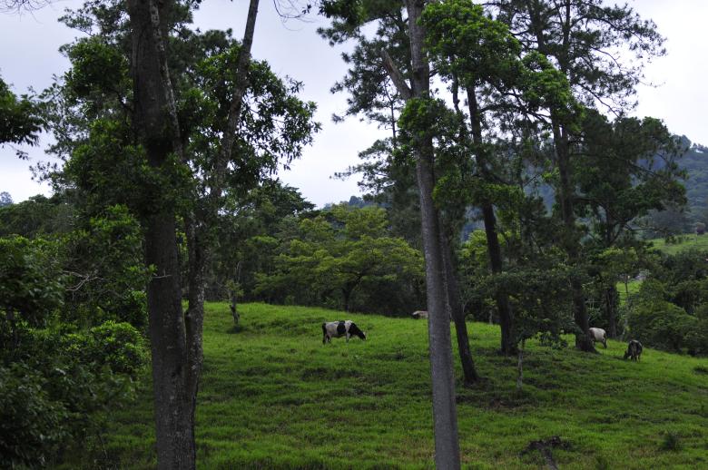 Ganadería amigable con el medioambiente en la Región Trifinio