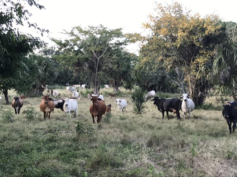 Carne del Monte fomenta la ganadería sustentable en México