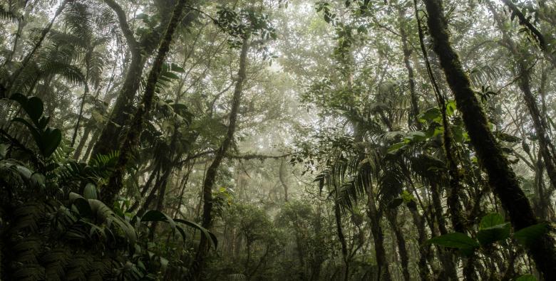 Conectando Áreas Clave de Biodiversidad - Caso Bosque de San Antonio, Colombia Conectando Áreas Clave de Biodiversidad - Caso Bosque de San Antonio, Colombia