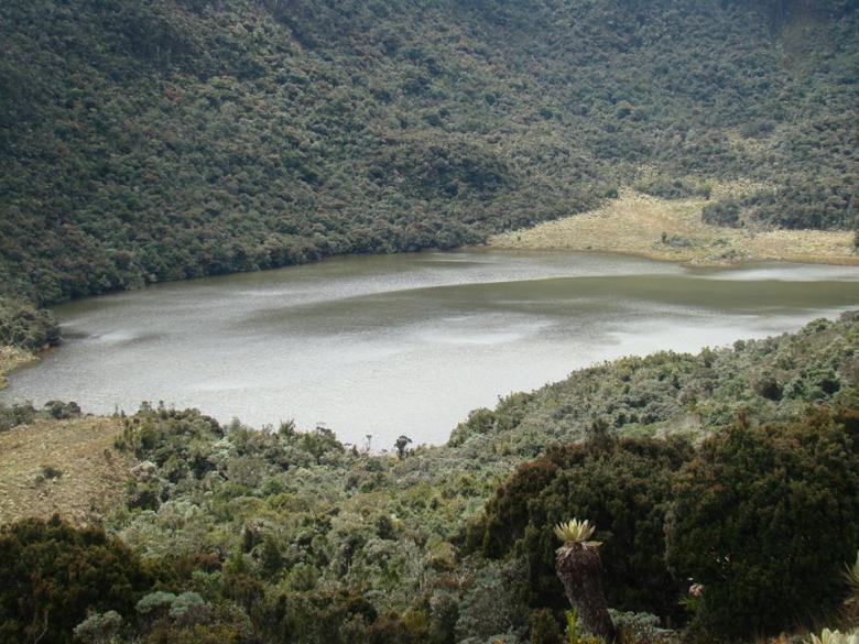 Conservando el bosque andino del Santuario de Flora y Fauna Galeras: Una historia exitosa de restauración ecológica participativa