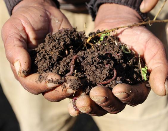 Une technologie pour les agriculteurs pour améliorer la fertilité des sols - vermiculture et lombricompostage en Ethiopie
