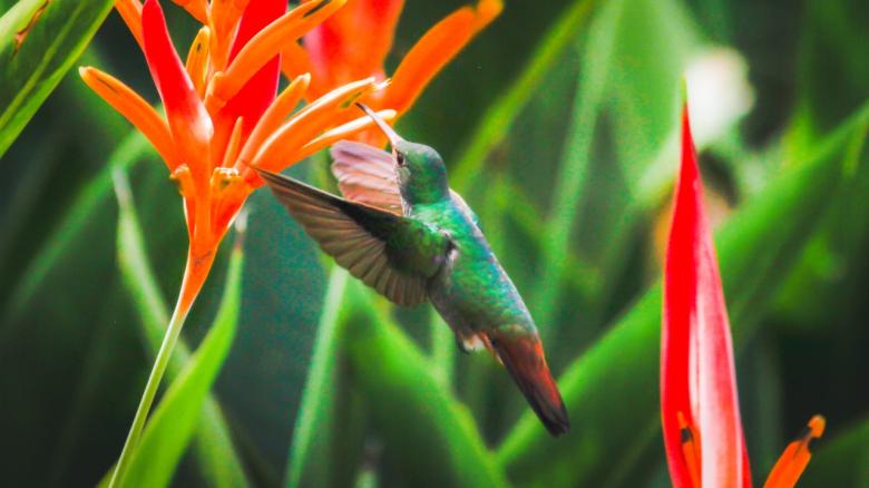 Áreas protegidas urbanas del Valle de Aburrá, un camino promisorio de gestión para la apropiación social de la biodiversidad y sus servicios ecosistémicos