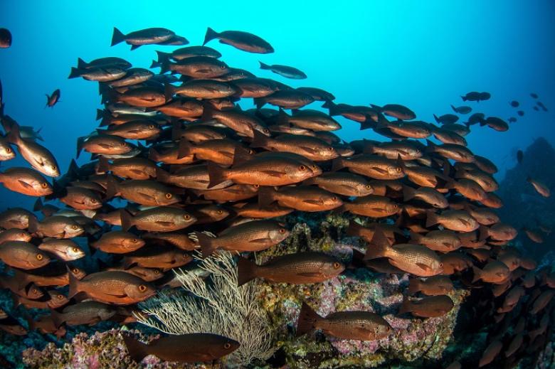 El Distrito Nacional de Manejo Integrado Yuruparí – Malpelo: Una estrategia con enfoque de paisaje para garantizar la conservación y uso sostenible de los recursos pesqueros y servicios ecosistémicos asociados El Distrito Nacional de Manejo Integrado Yuruparí – Malpelo: Una estrategia con enfoque de paisaje para garantizar la conservación y uso sostenible de los recursos pesqueros y servicios ecosistémicos asociados