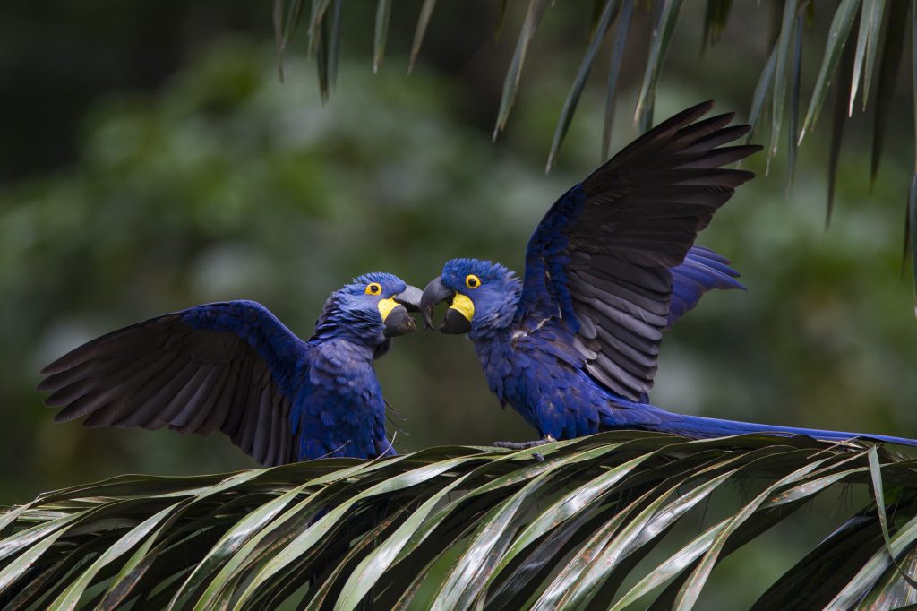 From Spark to Spotlight: The Tech4Nature Innovation Journey Continues to Shape Conservation’s Future. Join us at the IUCN World Conservation Congress 2025, Abu Dhabi