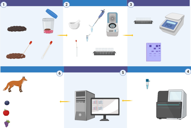 DNA Analysis of Animal Scats: A Cutting-Edge Tool for Ecological Restoration in Mount Lebanon DNA Analysis of Animal Scats: A Cutting-Edge Tool for Ecological Restoration in Mount Lebanon