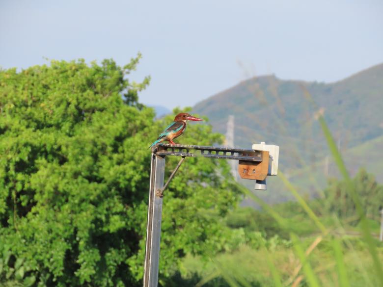 "Smart Wetland" - Where Traditional Management Meets Innovation & Technology