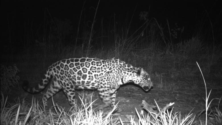 Women's leadership in jaguar conservation Women's leadership in jaguar conservation