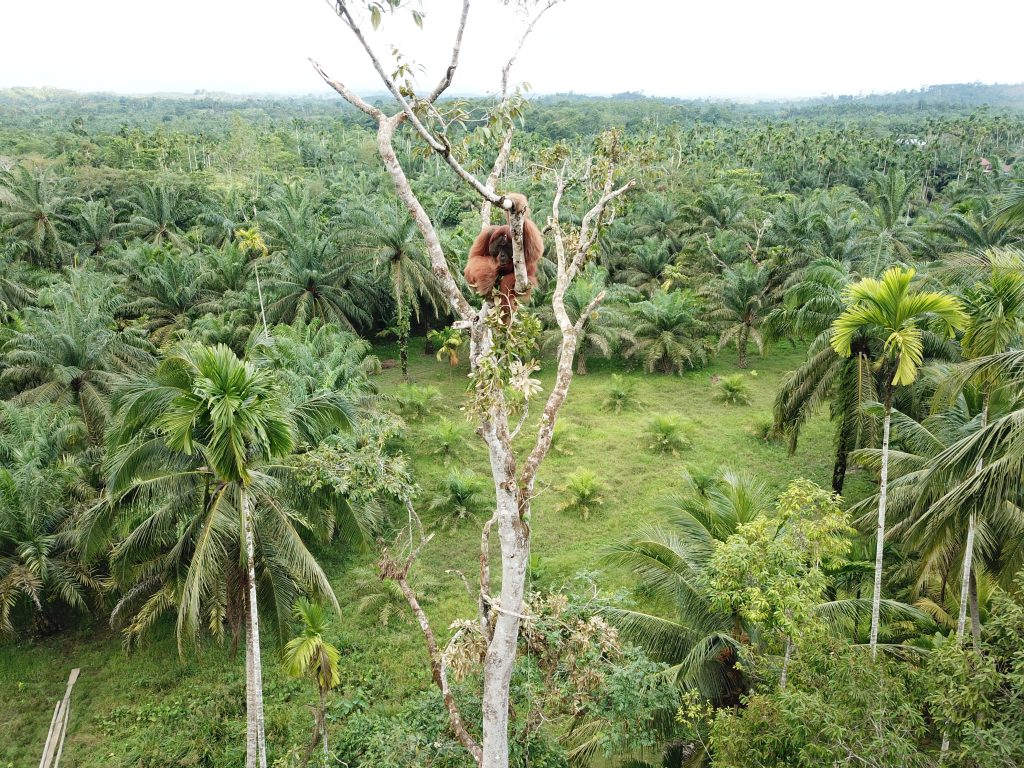 To move or not to move? New IUCN SSC guidelines follow the “precautionary principle” and prioritise conservation strategies when considering orangutan translocation