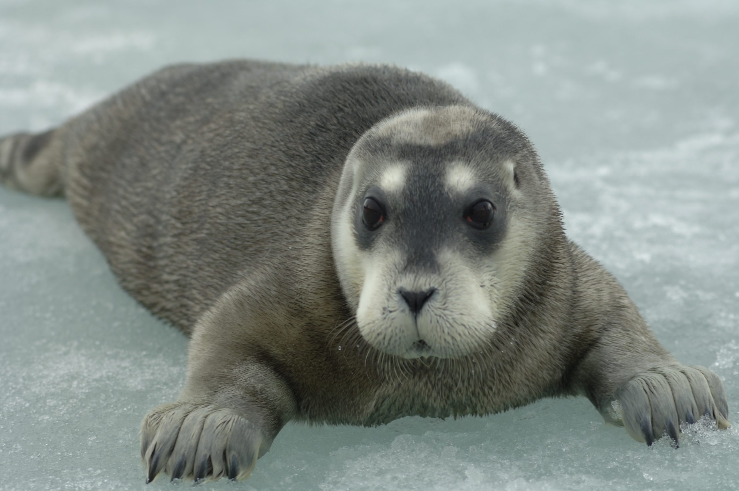 Arctic seals threatened by climate change, birds decline globally – IUCN Red List