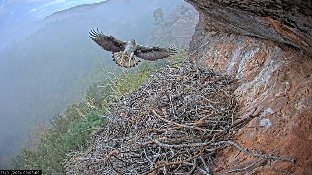 Tech meets nature: how Spain’s parks are using AI to protect raptors, bats and mountain wetlands