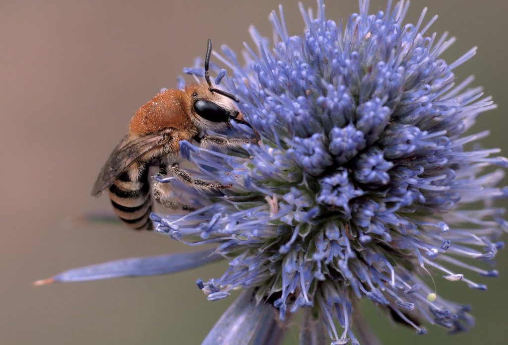 Mounting risks threaten survival of wild European pollinators – IUCN Red List