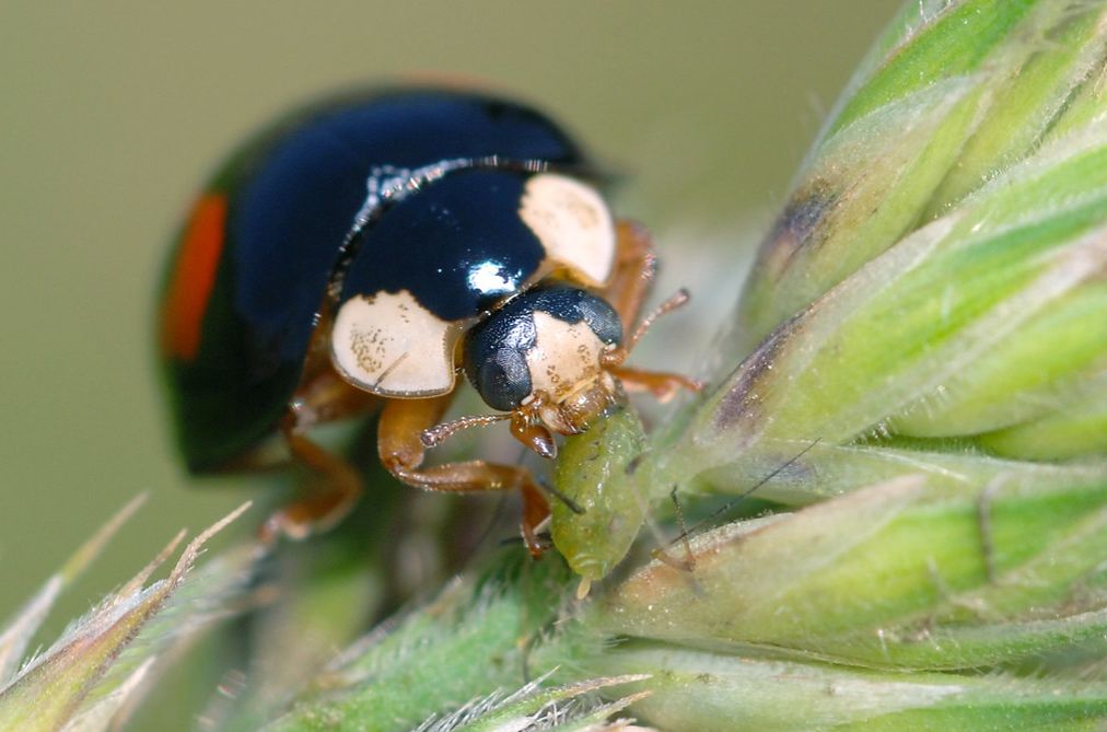 IUCN launches consultation on developing a strategy for invasive alien species