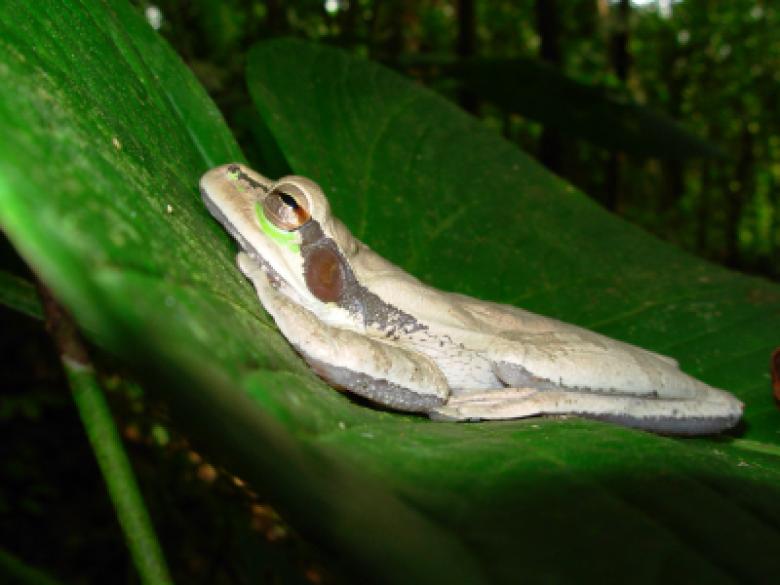 Ribbit - a web app for automated identification and classification of anuran species