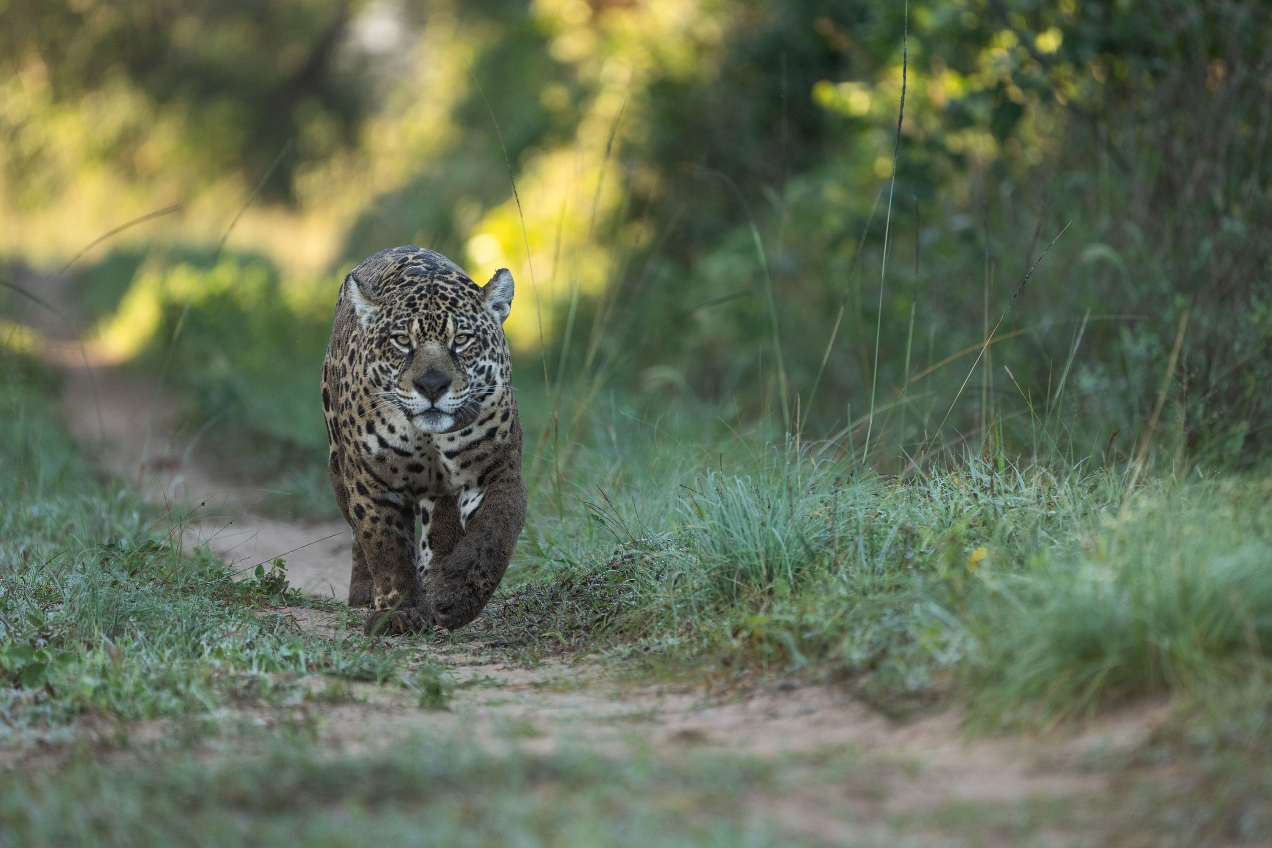 IUCN Commission for Environmental Management launches new guidance on rewilding