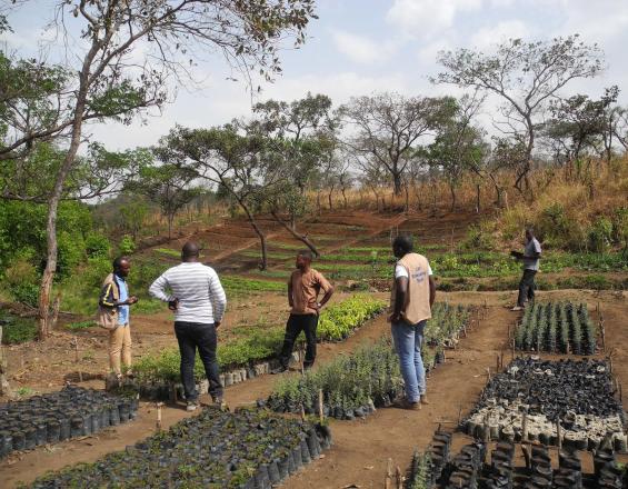 Restauration des Paysages Forestiers et mise en valeur du terroir villageois de Mogazang au Cameroun