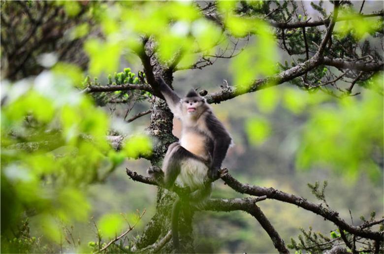 Protecting the beautiful home of the southernmost Yunnan snub-nosed monkey (Rhinopithecus roxellana)