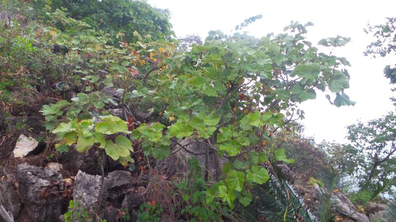 Comprehensive Solution for the Rescue and Conservation of the Critically Small Population of Firmiana major