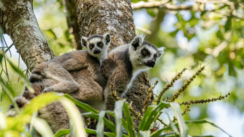 On World Lemur Day: Reflecting on progress and the path ahead for SOS Lemurs