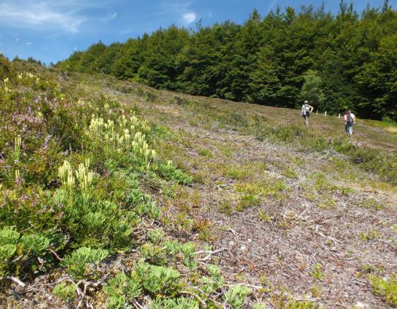 Gestion artificielle d'espèces végétales pionnières en contexte forestier : aux antipodes de la dynamique naturelle.