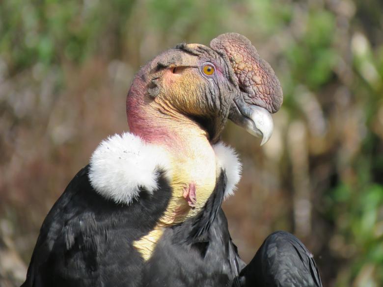 The new guardians of the páramo: Voluntary Agreements that transform the practices of farming families.