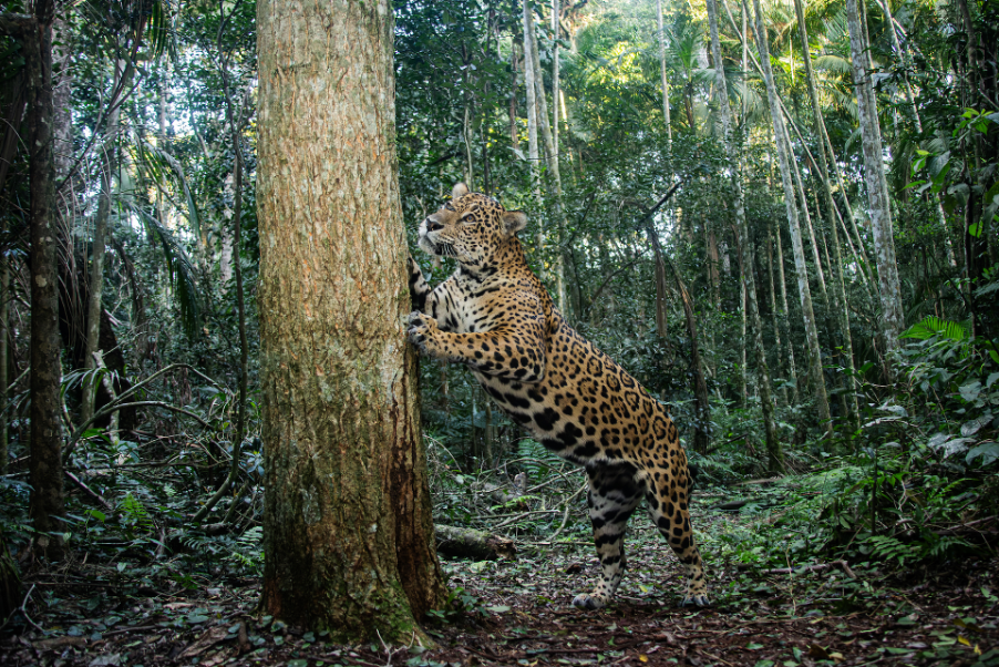 World-First Jaguar-Protection Insurance in Misiones, Argentina: Protecting wildlife and supporting livestock farmers
