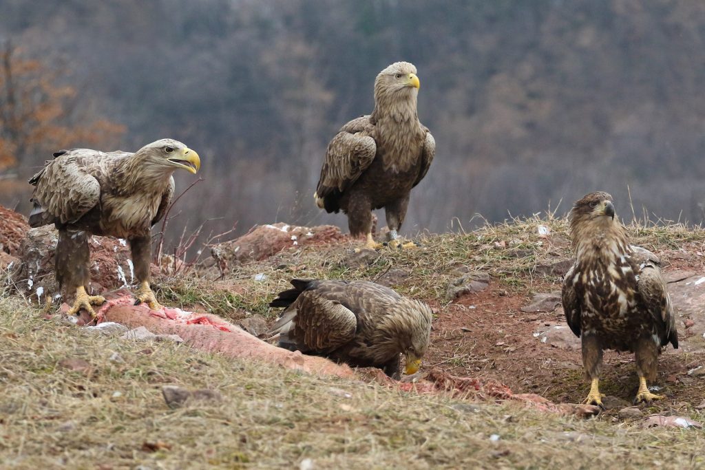 Safeguarding long-term conservation of birds of prey in the Fruška Gora National Park