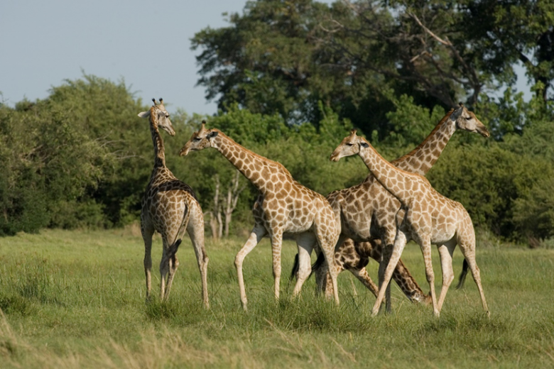 Updating protected area fees in Botswana: Aligning prices with current market values through an evidence-based and participatory process