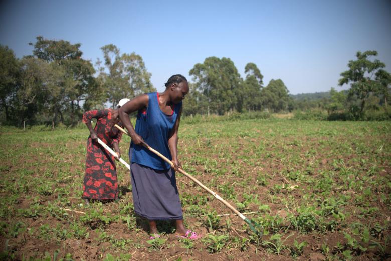 Combating Land Degradation in Western Kenya: Climate-Smart Agroecological Solutions for Sustainable Farming