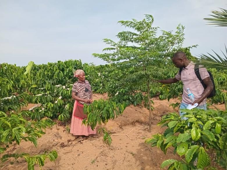 Building Climate Resilience in Coffee Farming Through Agroforestry Solutions