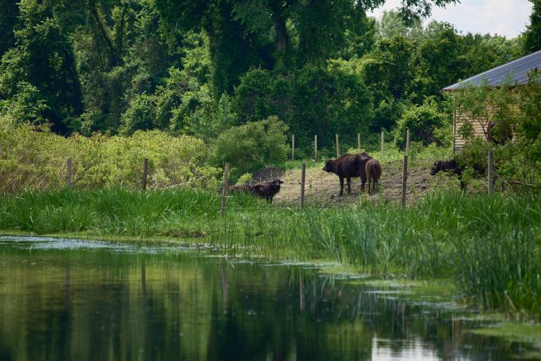 Revitalization of water and wet habitats in SRP Obedska bara