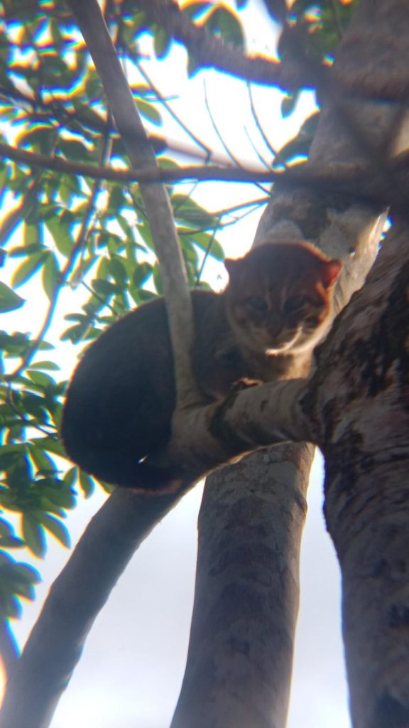 Kehatiku: Where Wildlife Conservation Pays