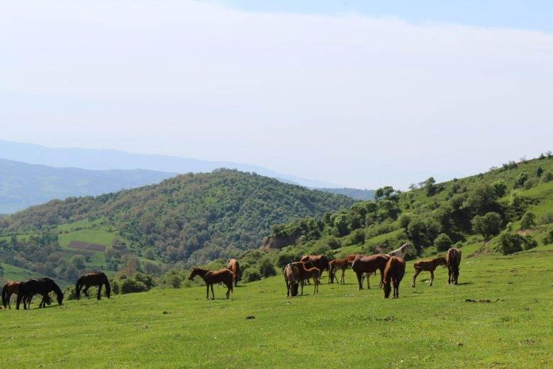 Community-based pasture management to conserve walnut forest and State Forest pastures