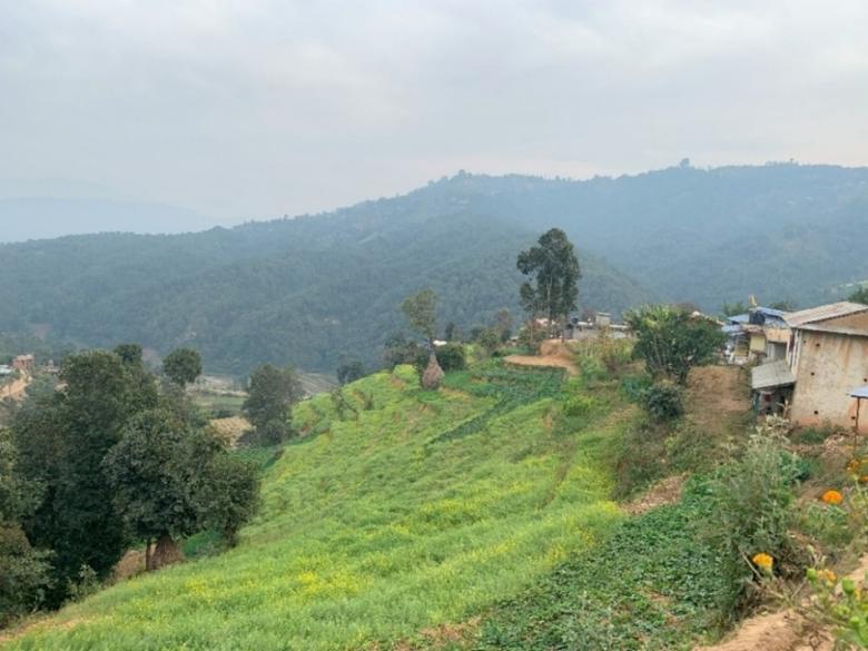 Rooted in Resilience: How Setidevi Cooperative is Transforming Livelihoods through Agroforestry and Dairy Innovation in Nepal