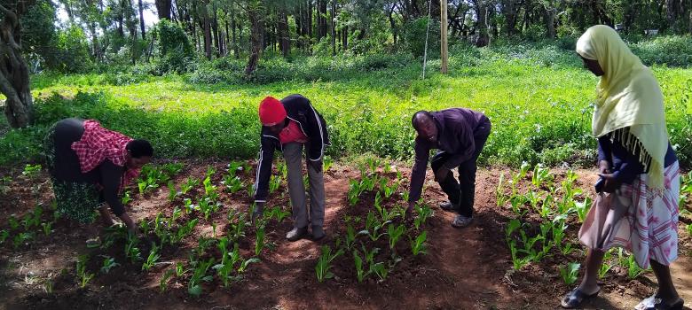 Branching Out: How a Farmer Cooperative Model is Scaling Agroforestry in Tanzania