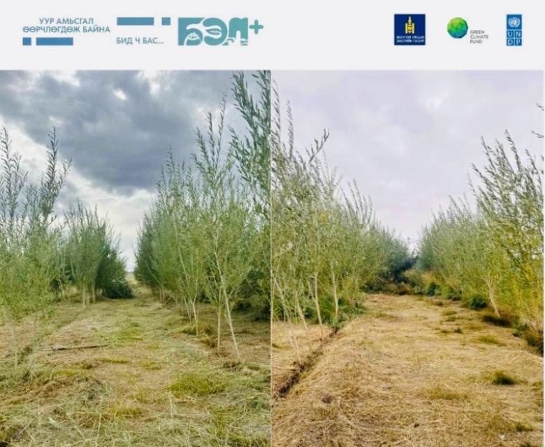 Ecosystem based Restoration of Floodplain and Scattered Forests in Mongolia