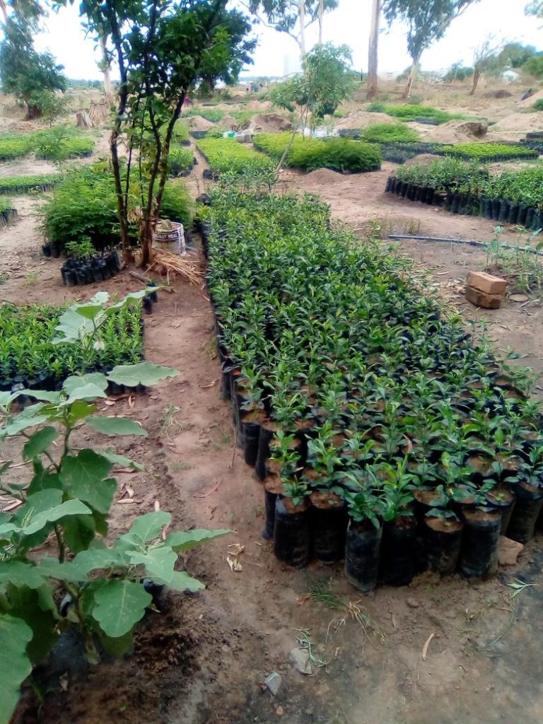 How tree nurseries are strengthening agrobiodiversity and livelihoods in Zambia
