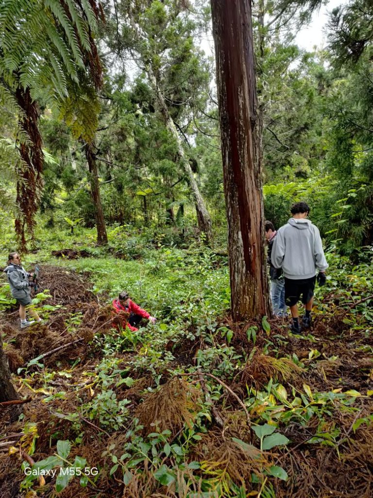 Inspiring the residents of Le Brûlé to value their natural heritage: participatory restoration (Reunion Island)