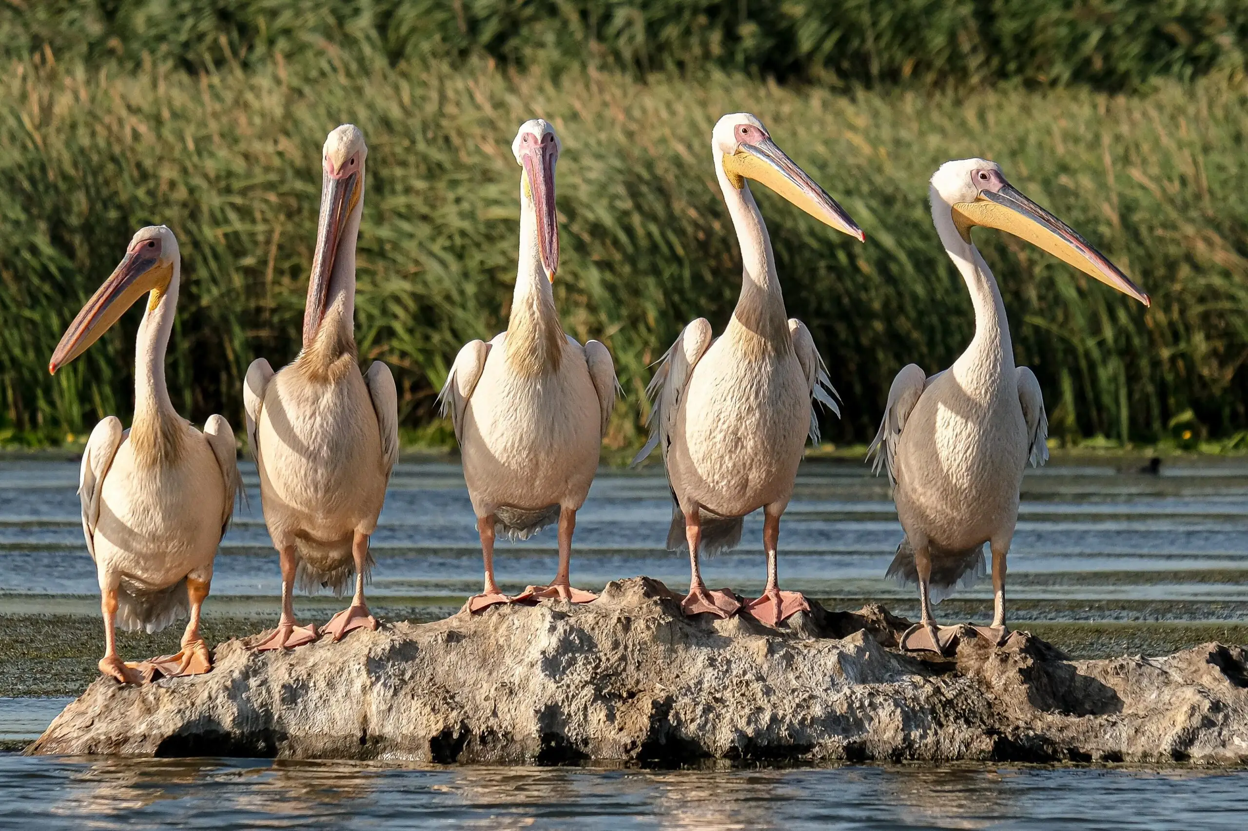 great-white-pelicans-5791396